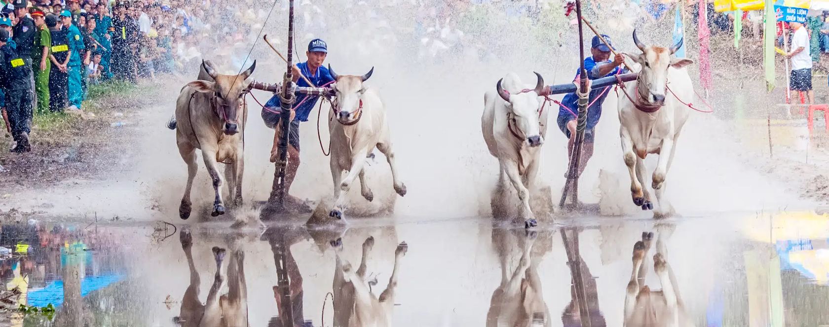 Hội đua bò Bảy Núi